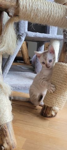 Reinrassige Bengal Kitten mit TICA Stammbaum