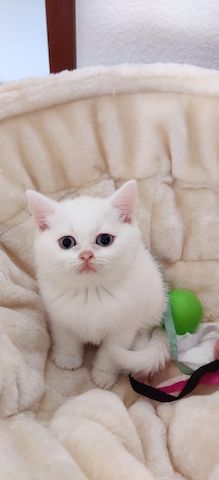 Wunderschöne BKH Kitten