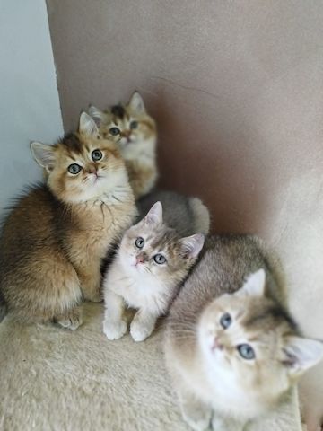 GOLDEN Farben Kitten