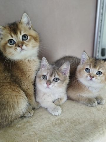 GOLDEN Farben Kitten