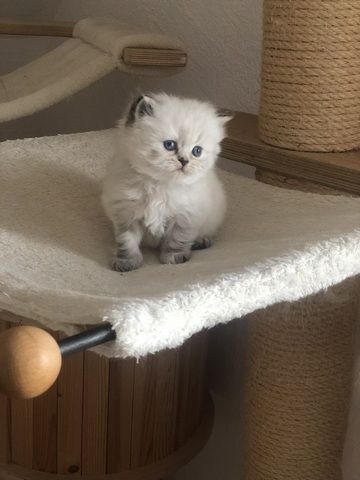 Perser Kitten mit Nase