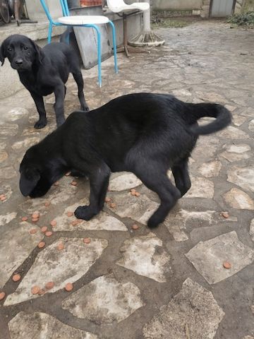 Hunde Labrador
