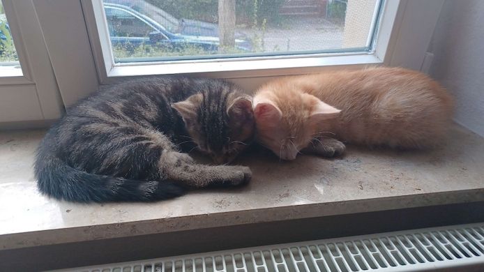 Kitten Bob und Steve suchen Zuhause im Glück