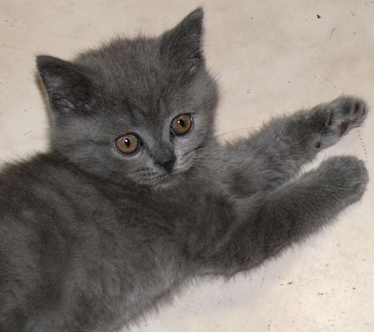 Reinrassige BKH Süße Kätzchen Total Verspielte Puppe Grau