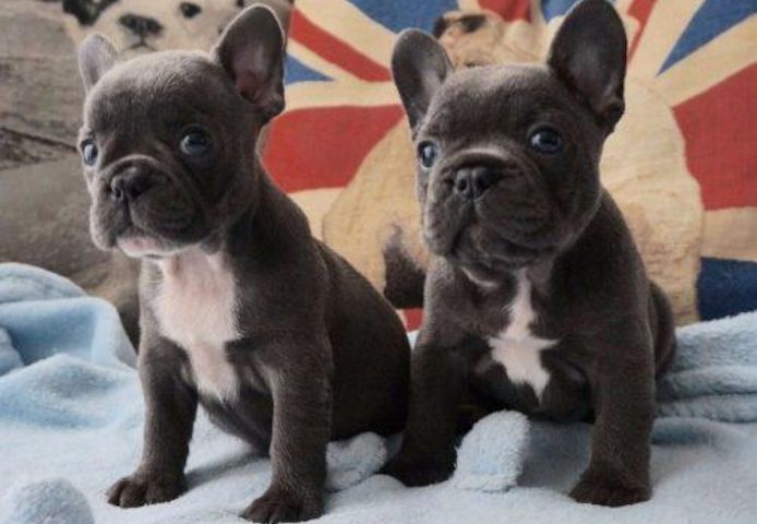 Typvolle Französische Bulldoggen Welpen in blau