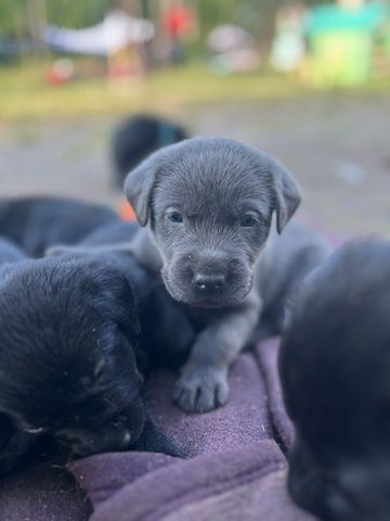 Labrador Welpen grau/schwarz