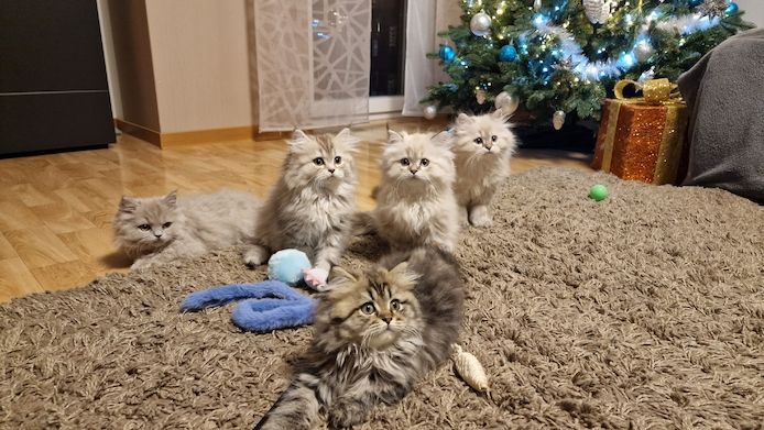 5 Reinrassige BLH Kitten / BKH Katzen blue