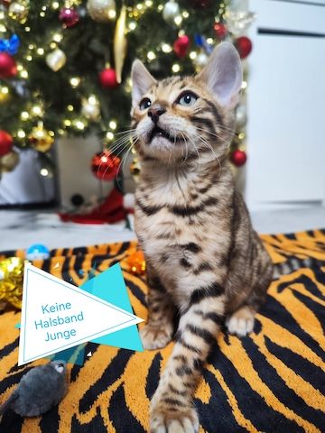 Wunderschöne Bengal Kitten