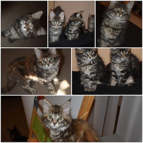 4 reinrassige Maine Coon Kitten suchen ein neues Heim