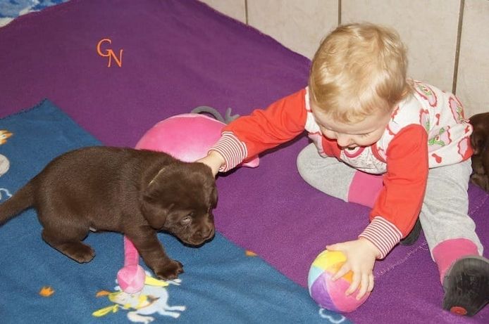 Labrador Welpen suche eine neue zu Hause