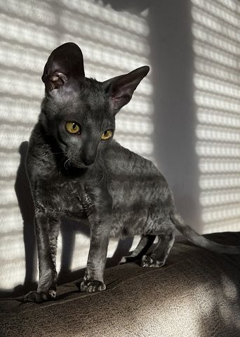 Cornish Rex vom hohen Fläming