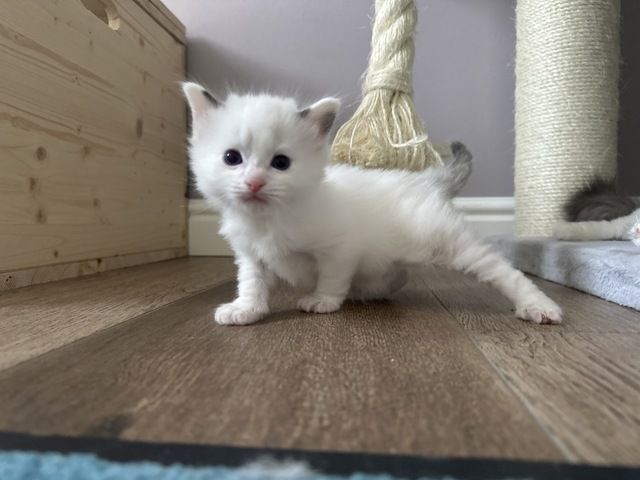 Ragdoll Kater 4 Jungs blaue Augen