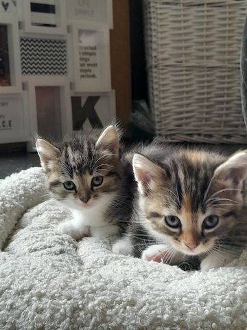 Katzenbabys / Kitten suchen ein Zuhause
