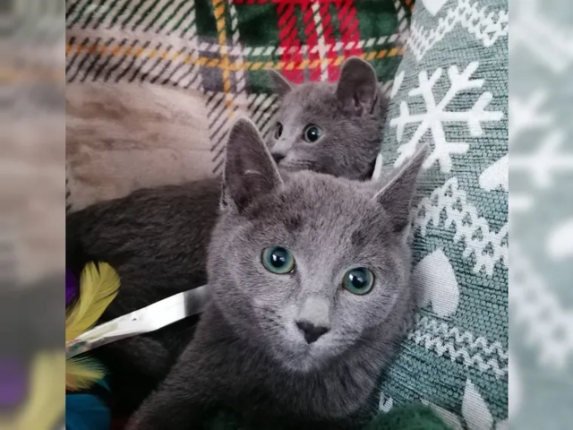Reinrassige Russisch Blau Kitten mit Stammbaum