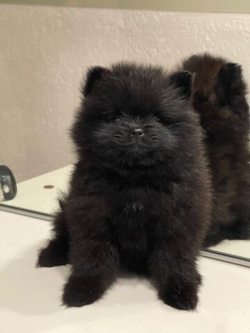 Micro Pomeranian