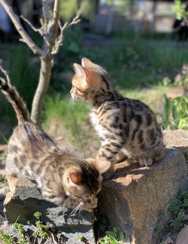 Bengal Kitten vom 22.2.22