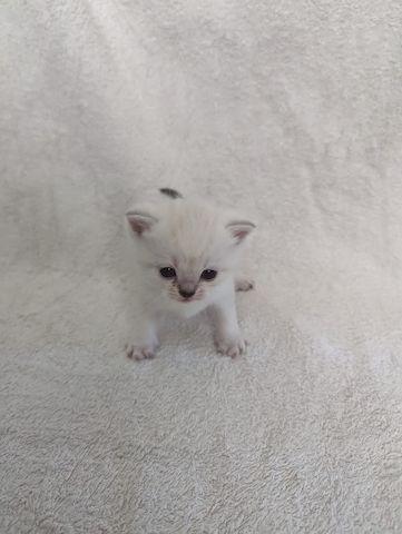 Sechs süße reinrassige BKH Kitten suchen ab 29.07.2023 ein neues Zuhause
