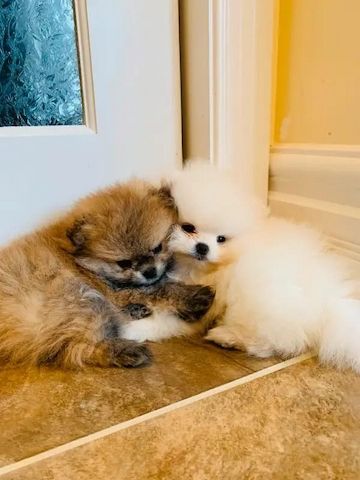 Pomeranian Welpen für neues Zuhause