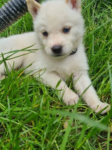 Husky Welpen weiß mit blauen Augen