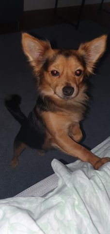 Chihuahua Deckrüde