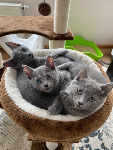 zauberhafte rusisch blau kätzchen aus hobbyzucht