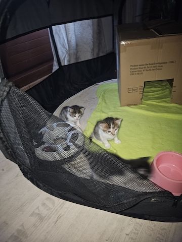 Katzenbaby /Kitten