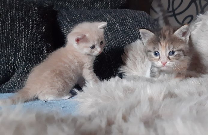 Sibirische Mix Kitten suchen ein Zuhause!