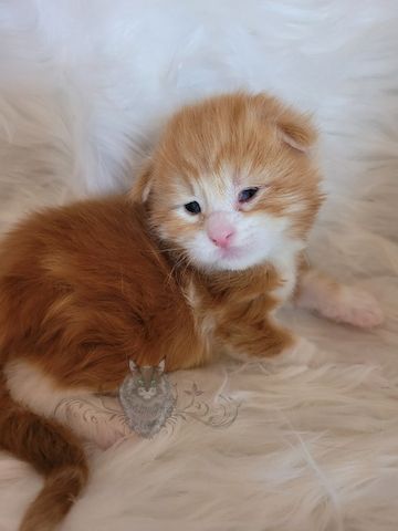 Wundervolle Maine Coon Kitten