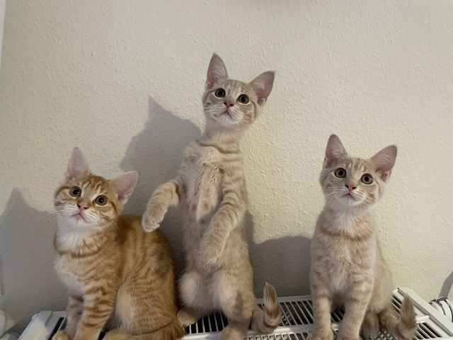 Maine Coon Mix Kitten Kätzchen Katze Kater