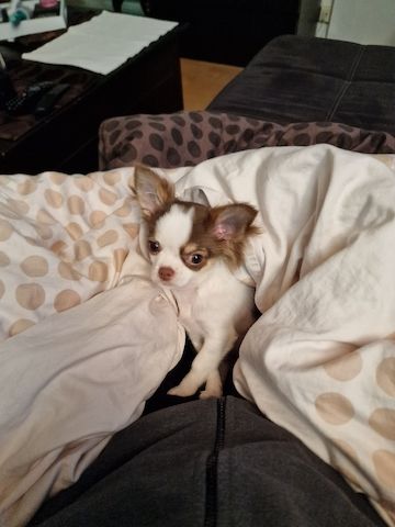 Chihuahua Weibchen