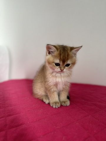 Reinrassige Britisch Kurzhaar Kätzchen mit Stammbaum,BKH Kitten