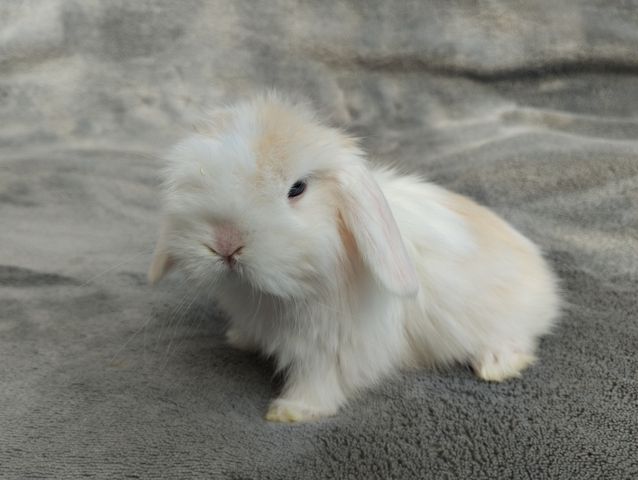 Original Mini lop Kaninchen Hasen Widder Babys zu Abgabe
