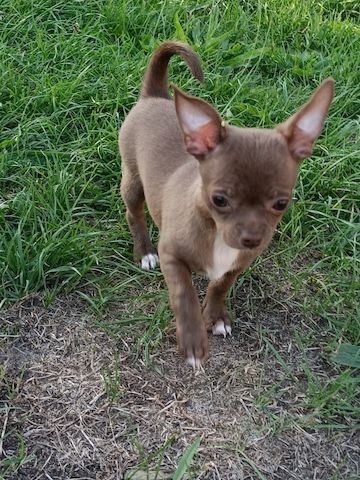 Chihuahua Welpen