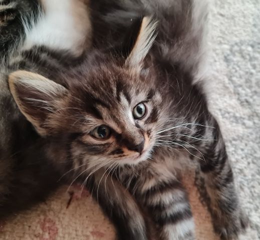 Süße Maine Coon Kitten