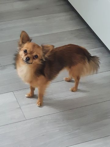 Chihuahua Welpen langhaar