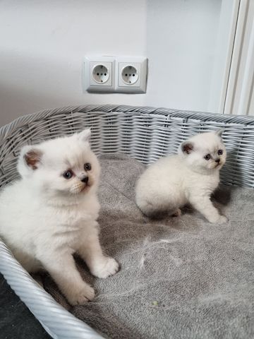 2 süße BKH kitten