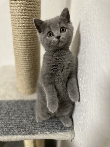 Bkh Blh kitten abgabebereit