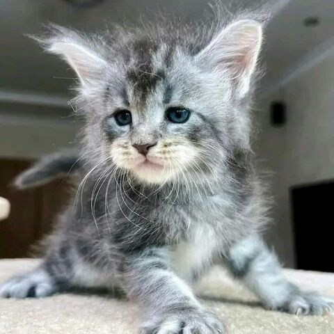 Maincoon Kitten 