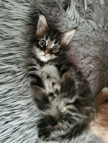 2 Reinrassige Maine coon Katerchen Kitten