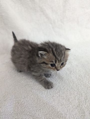 Sechs süße reinrassige BKH Kitten suchen ab 29.07.2023 ein neues Zuhause