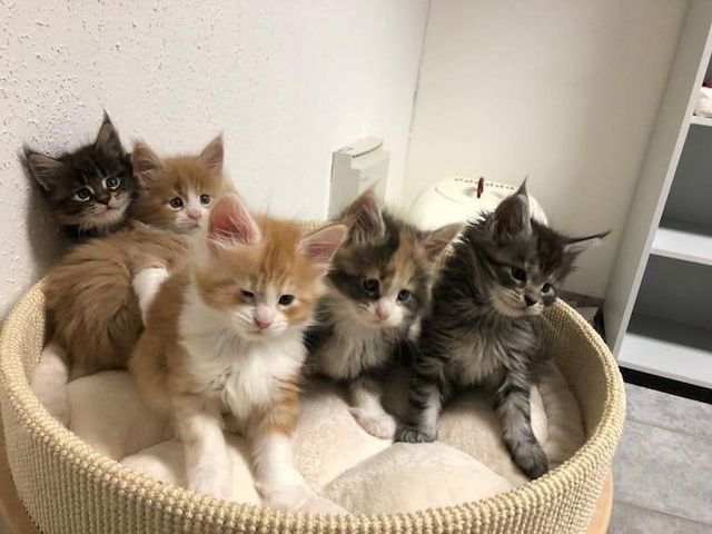 Schöne Maine Coon Babys Kitten mit Papieren zu verkaufen