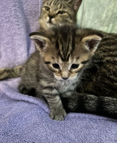 Kitten MaineCoon & Wildkatze