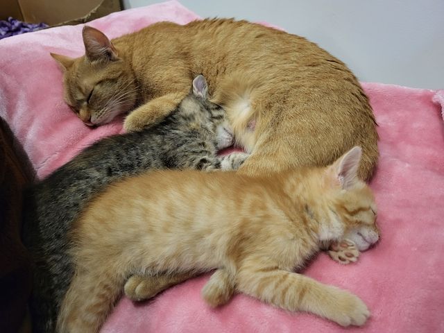 Babykatzen Kitten