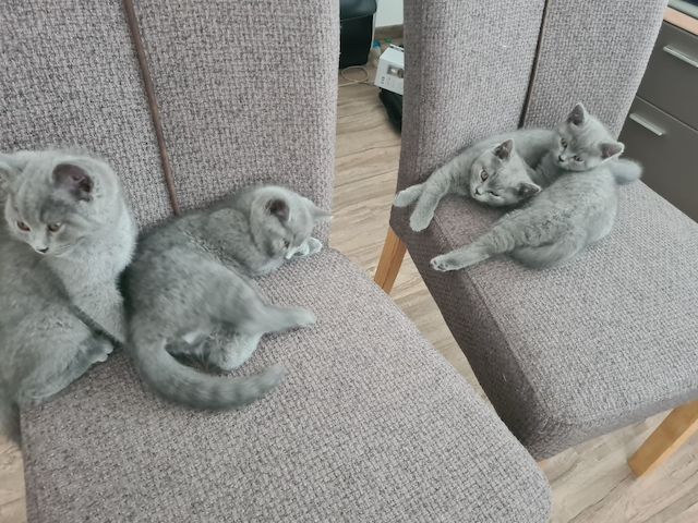 BKH-Kitten suchen ein liebes Zuhause