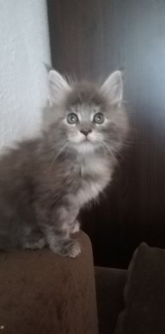 Maine Coon Kitten