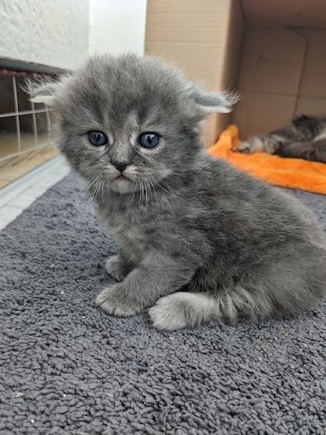 Hl. Birma-Angora Kitten