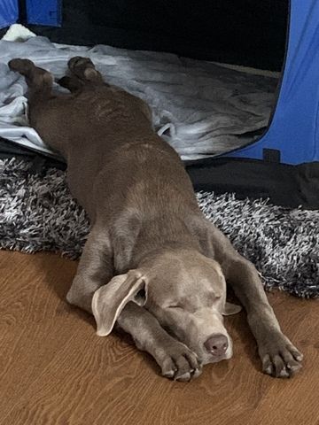 Labrador Mädchen in Silber Traumhund