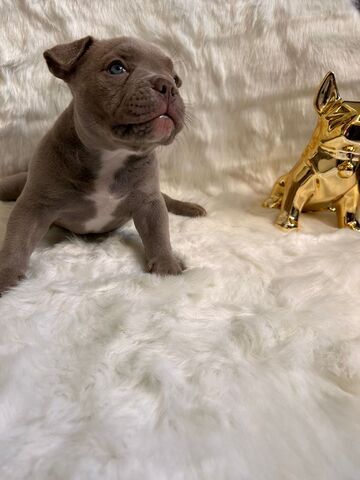 Mikro Exotic Bully Welpen ABR Papiere