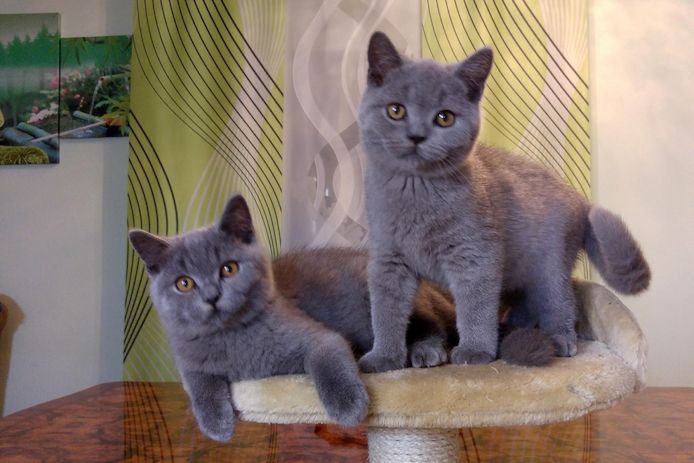 Britische kutzhaar Kitten in blau