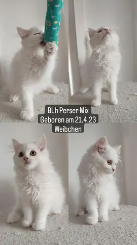 5 BLh Perser Mix kitten
